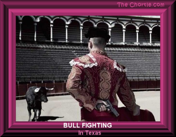 Bull fighting in Texas