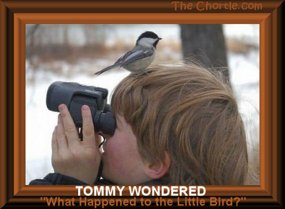 Tommy wondered.&nbsp;"What happened to the little bird?"