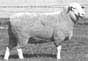clone sheep dolly