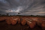 The Congo Basin forests cover an area the combined size of France and South Africa. The forests of Cameroon form a large part of this basin. Still relatively intact and connected, these forest ecosystems and freshwater systems are home to abundant wildlife and provide food, shelter, clean water and protection against floods to more than 75 million people. The economic value of these systems is enormous. Timber alone is worth several Billion Euros annually to the Forest industry, while minerals are also being heavily exploited. (Brent Stirton/Getty Images)